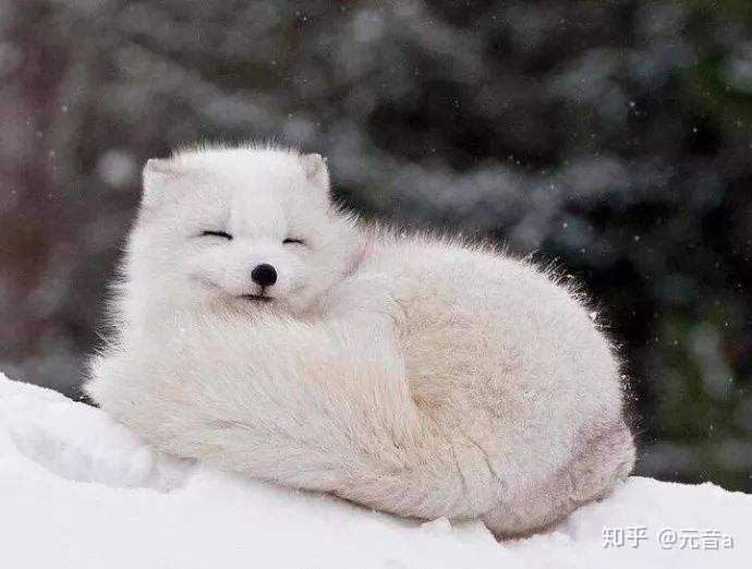 纯白色的动物一般都很萌~不信你看: 雪貂 xswl 白北极狐 格陵兰海豹