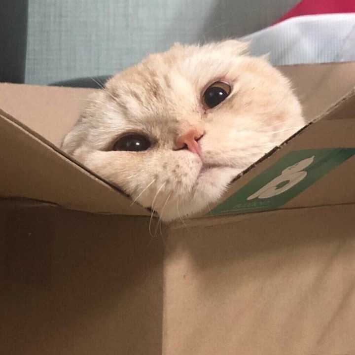 有没有比较可爱又有点搞笑的动物头像?最好是猫?