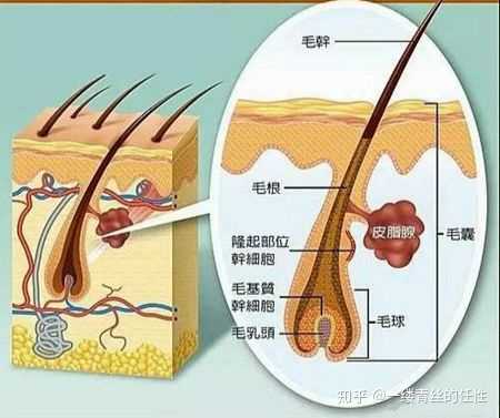 毛囊很浅,每天掉头发很多,有没有什么亲自尝试的方法改善?