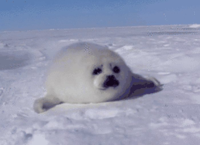 700_509gif 动态图 动图