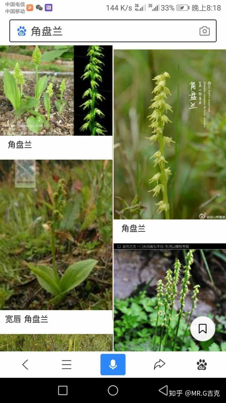 网上搜了一下 跟一种叫角盘兰的兰科植物很像
