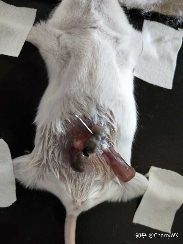 医学生是怎样做到徒手抓小白鼠做解剖的?