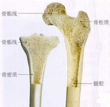 黑心商人把人骨挖出来做成筷子冒充象牙筷 至今有些大户人家家里还在