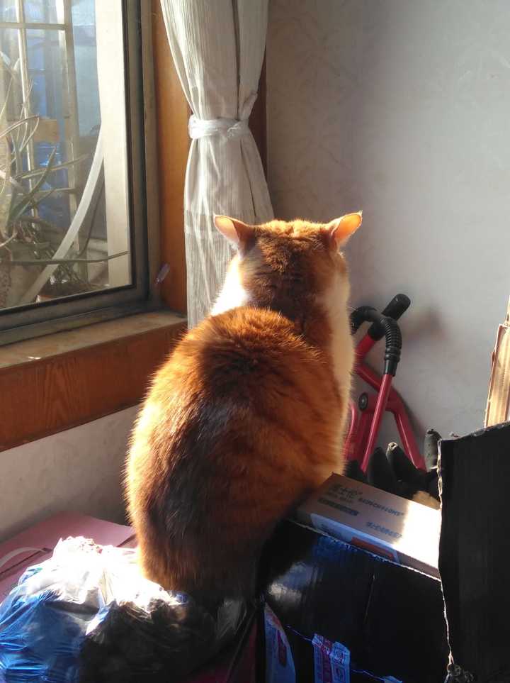 养一只橘猫是什么样的体验?