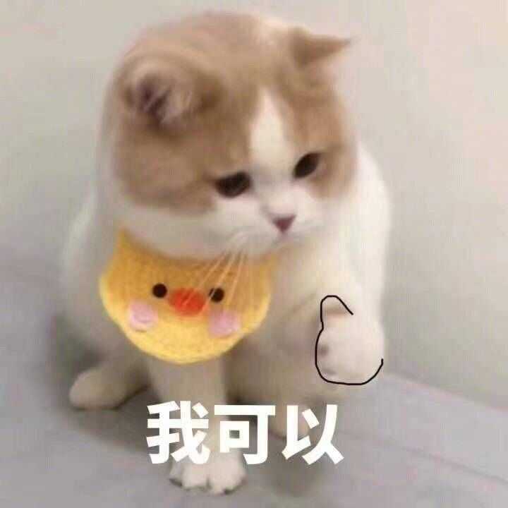 有没有猫咪表情包?