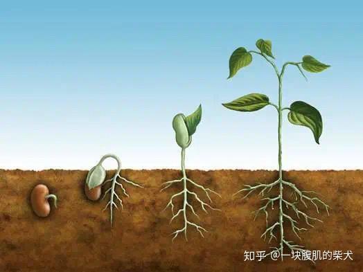 植物生长过程图
