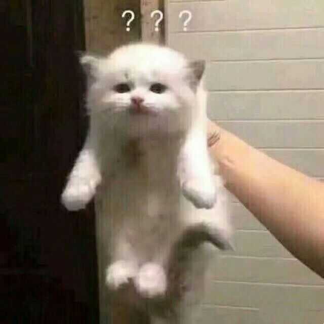 有哪些可爱的表情包?
