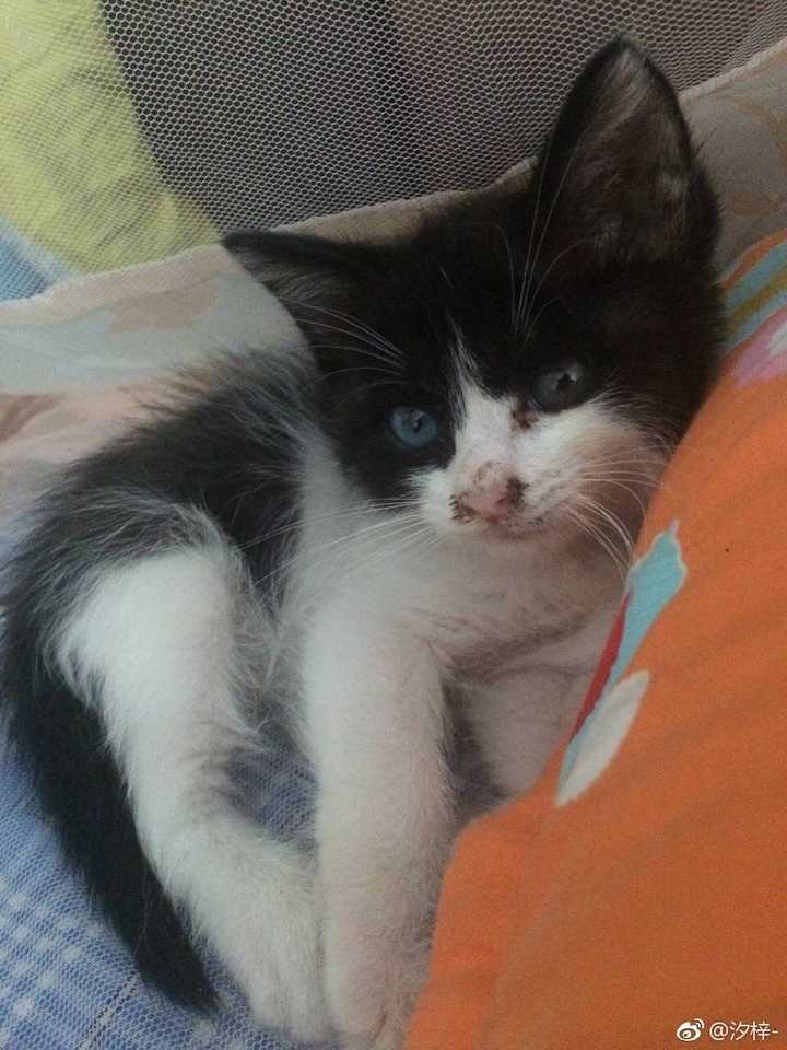 中华田园猫的颜值有多高?