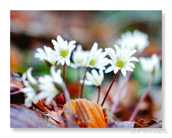 沙洲草,2月12日的