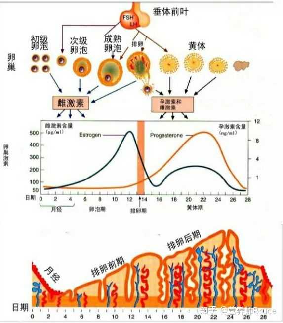 最近月经第3天开始一直到排卵,这一个周期属于快速卵泡期.