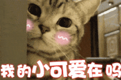 有哪些可以哄女朋友的表情包?