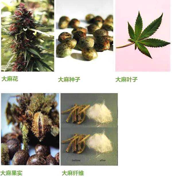 中国禁毒力度很大吗?