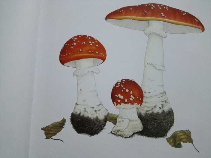 有哪些值得推荐的彩铅绘本?