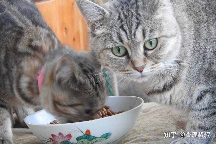为什么越来越多的人相信猫吃人吃的东西就会死?
