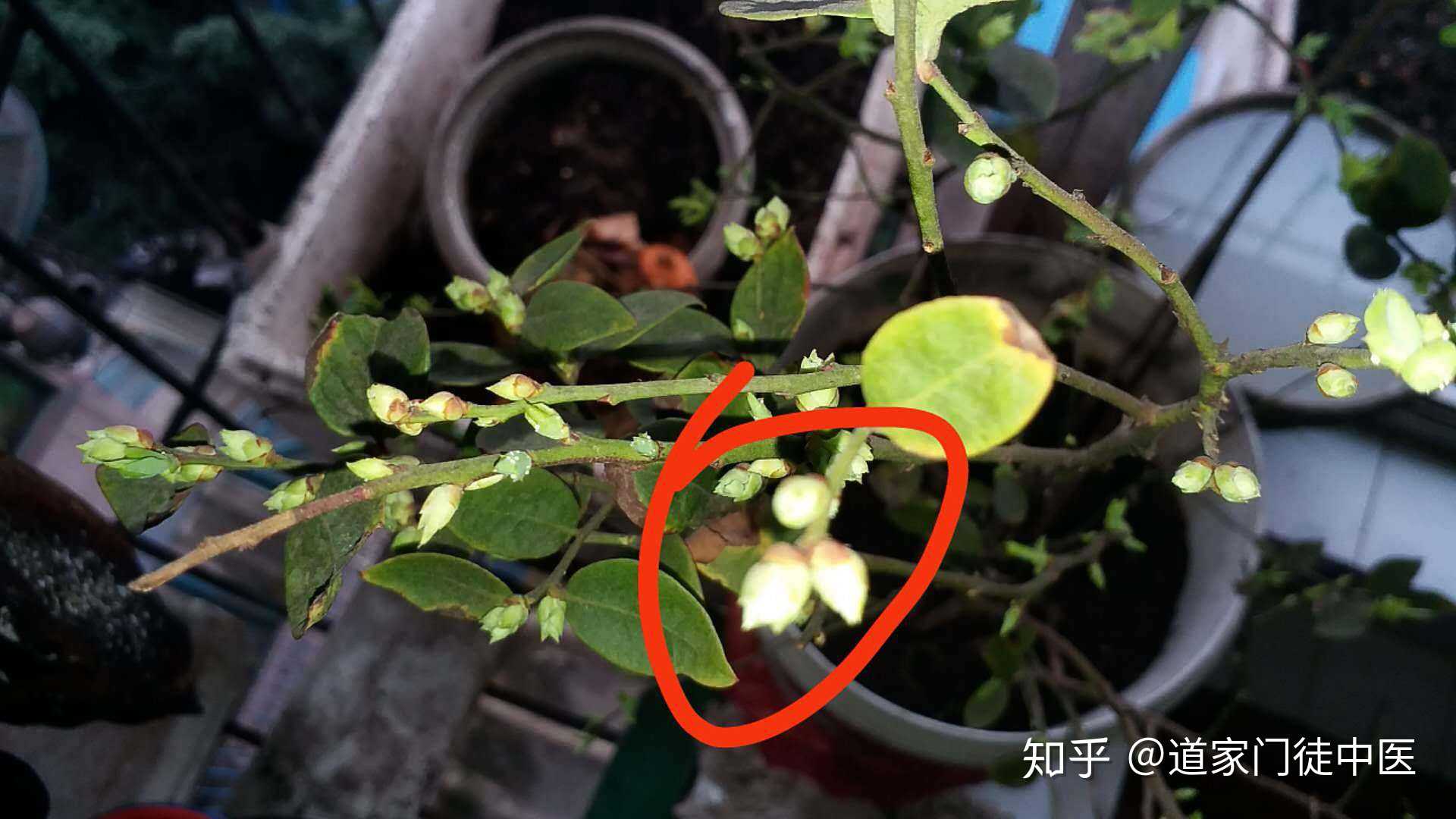 蓝莓树,要开花了