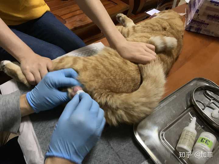 猫在阉割后会有什么特有的行为?