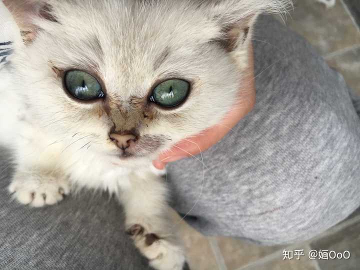 我这1500买的银渐层 怎么处理?