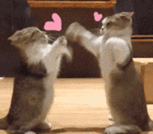 有什么特别可爱猫猫的动态图或表情包吗?