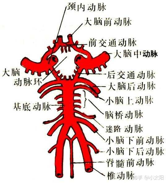 脑的动脉系统示意图