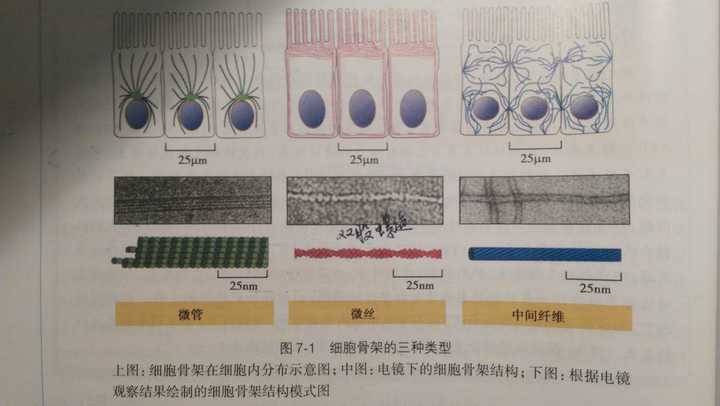 在光学显微镜下观察到的细胞骨架有什么形态特征?