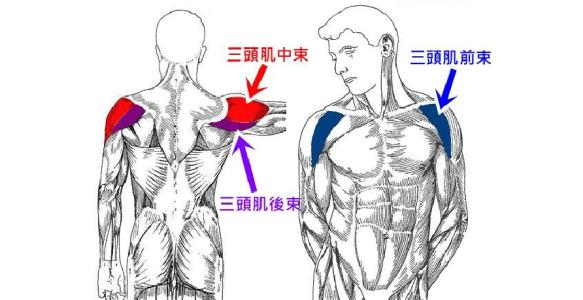 非常简单,如图就这一块三角肌 分别是前束,中束,后束.