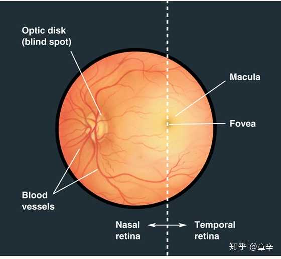 什么是视觉盲点,它的作用原理是什么?