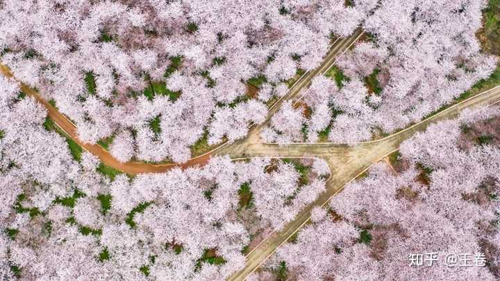 国内4 月有哪些地方可以赏樱花?