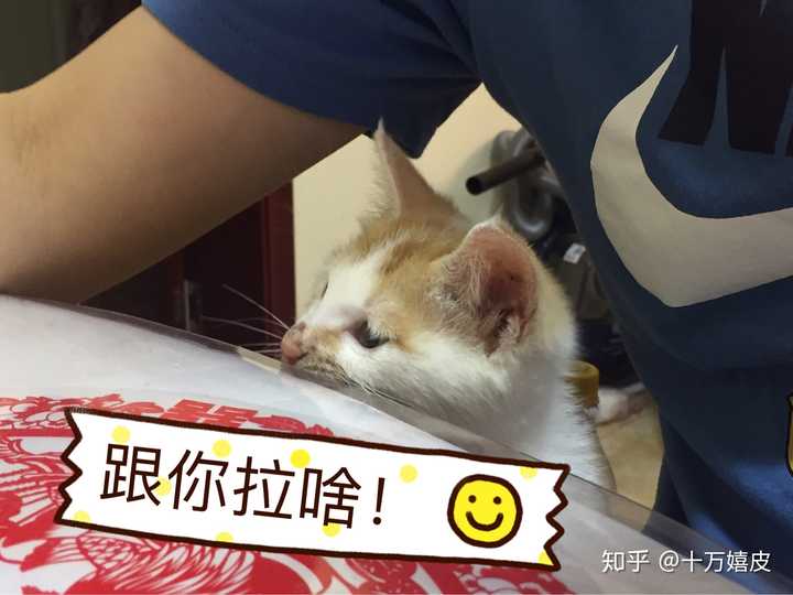 不知道狗蛋儿应该是啥样的.所以不知道像不像.