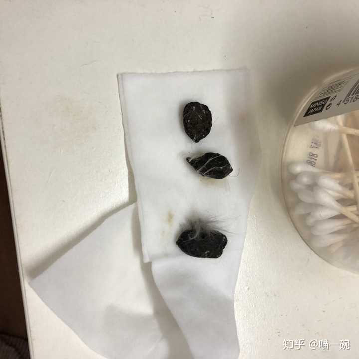 猫屎这么臭你是怎么坚持爱吸猫的