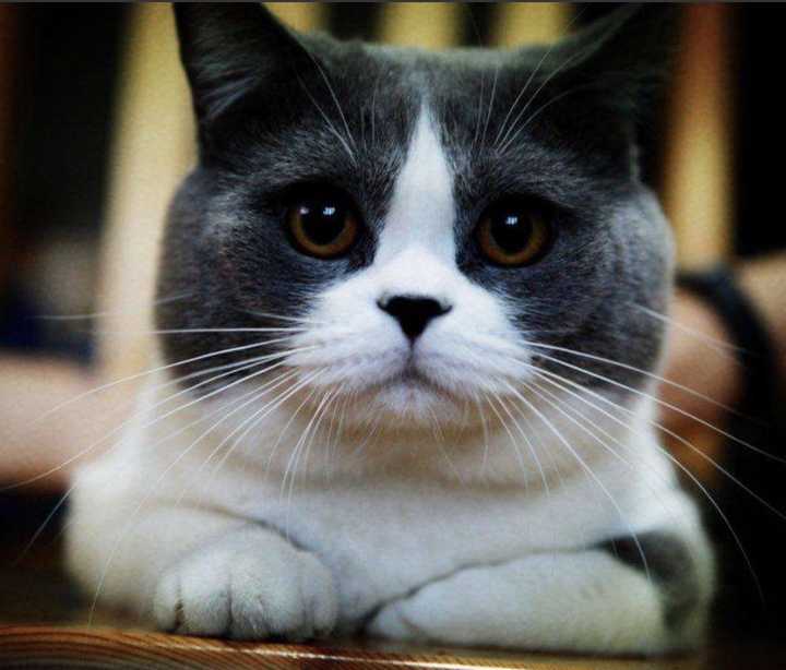 蓝白猫鼻子颜色图片