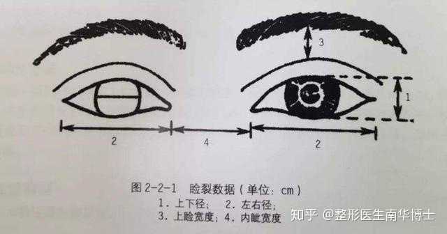 睑裂的长度