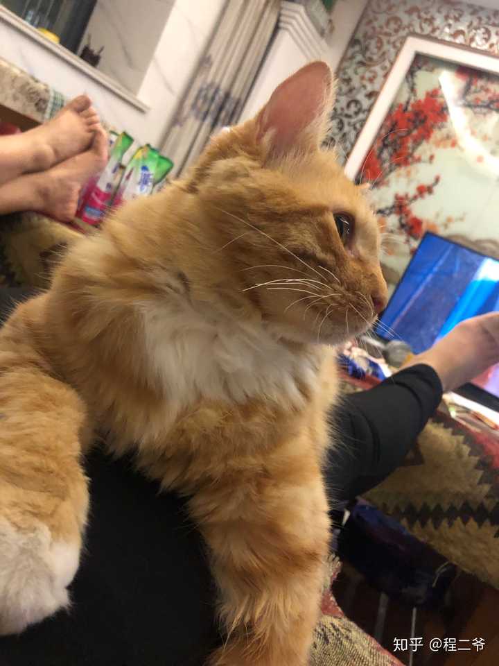 蓝猫和橘猫可以杂交吗,如果可以的话,有实际案例吗?