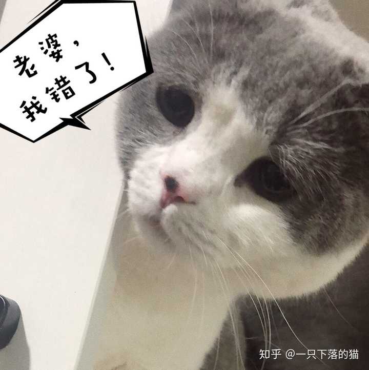 加菲猫的崽,无辜,委屈,呆萌,搞笑,开心居然可以在同一张脸上表现出来