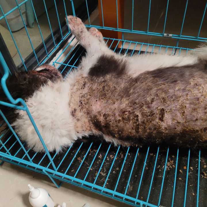 这是去医院回来一星期的照片,开始掉痂长皮了,每天都在给它清理皮屑