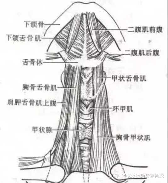 肌肉收缩起止点收到的力一样吗