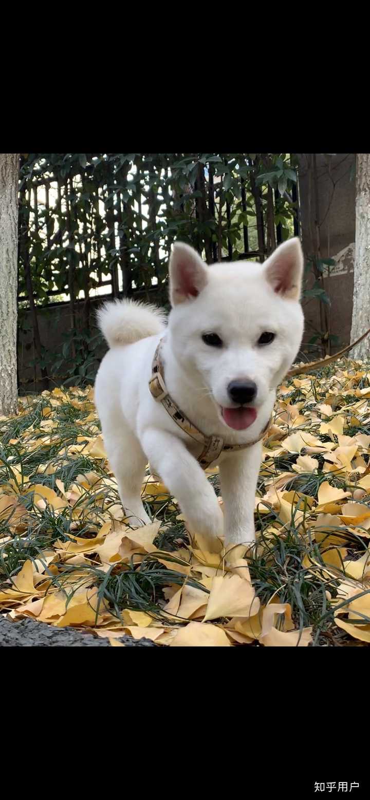 有没有养白色柴犬的大神,能不能分享一下感受和图片?