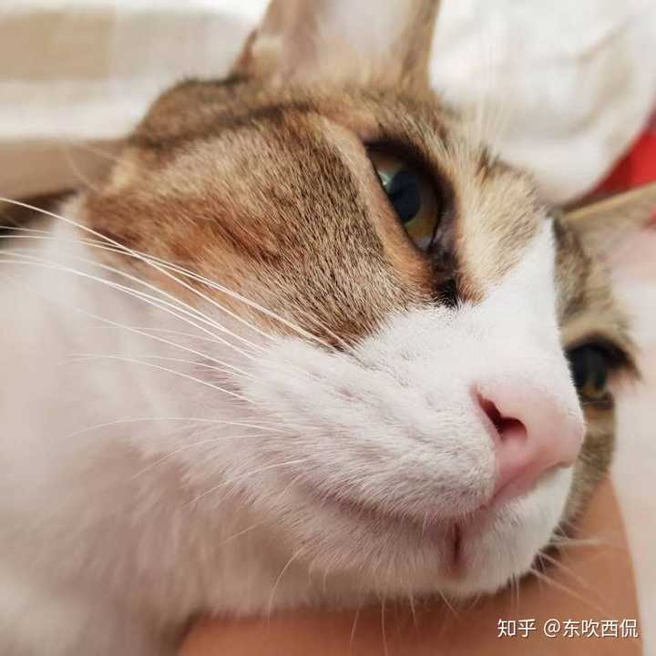 猫应激反应死亡率有多高?