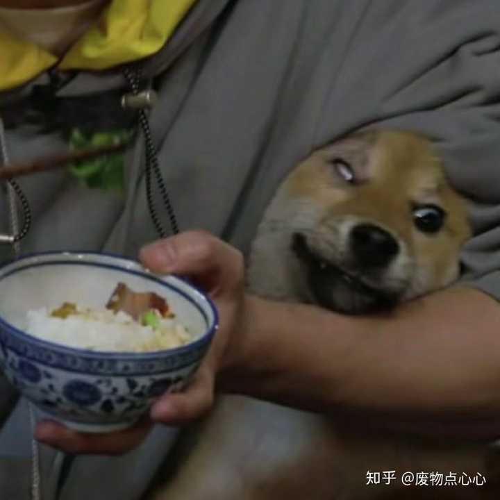 你以为狗狗就不沙雕了吗