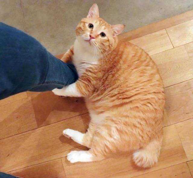 为什么会有橘猫容易长成胖子的说法?