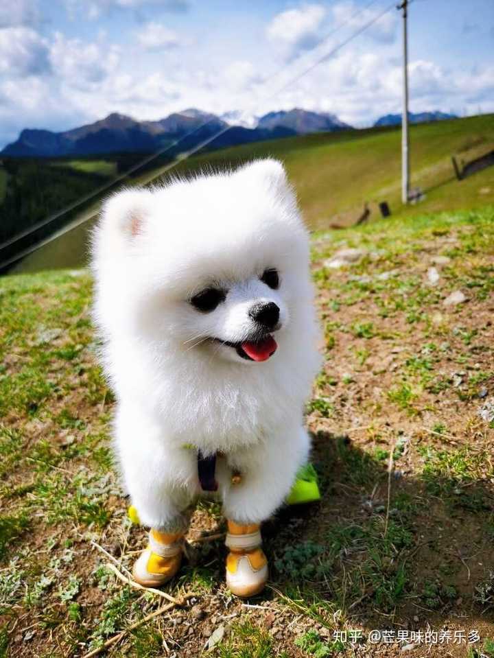 白色博美犬多少钱一只?