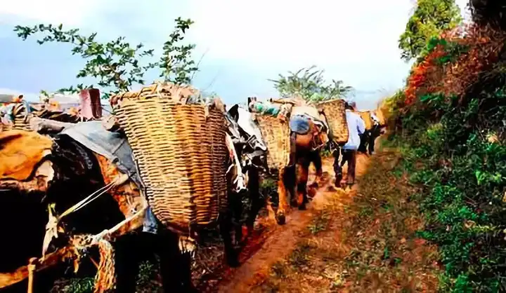 如何系统地介绍「茶马古道」?