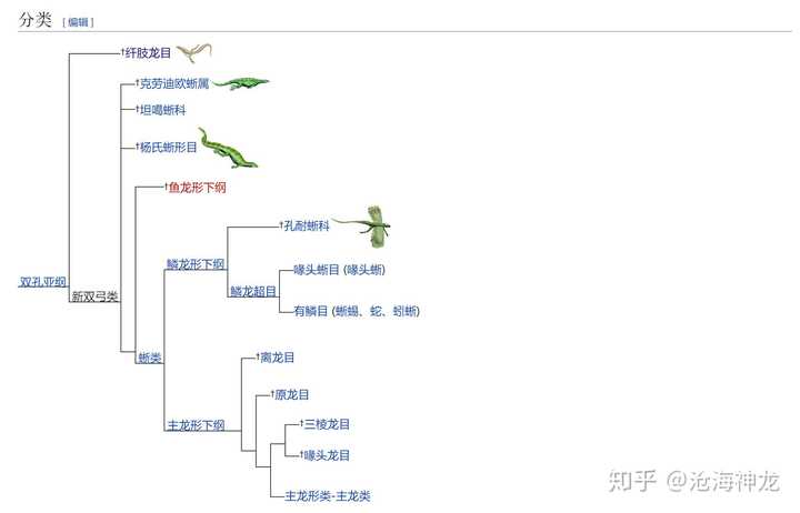 古生物各种龙是这么分类的,主龙鳞龙等等各有哪些成员?