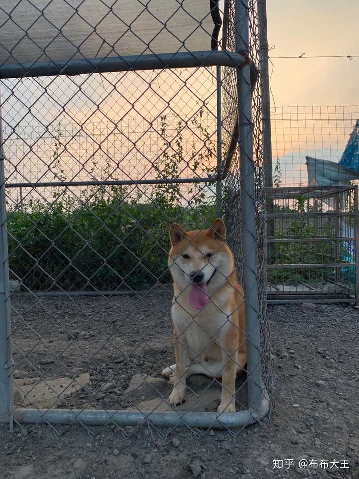 柴犬和拉布拉多,养哪个更好?