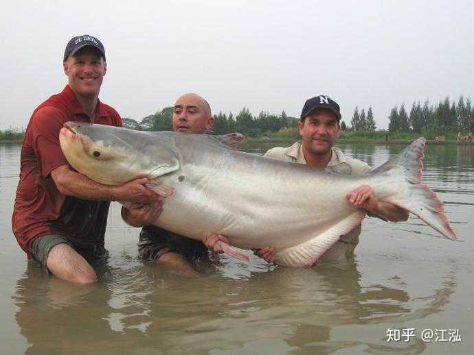中国有没有类似于湄公河巨鲶的鲶鱼品种?