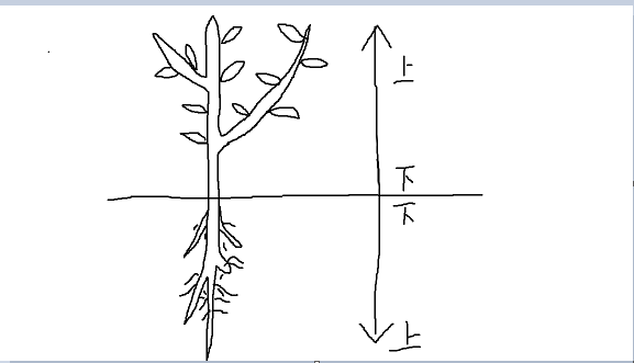 我有一个生物学的骚问题形态学上端长根是什么操作