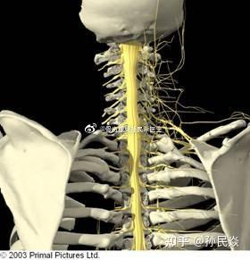 孙民焱 的想法: 颈部神经密集,并且空间狭小,腾挪走攒不… - 知乎