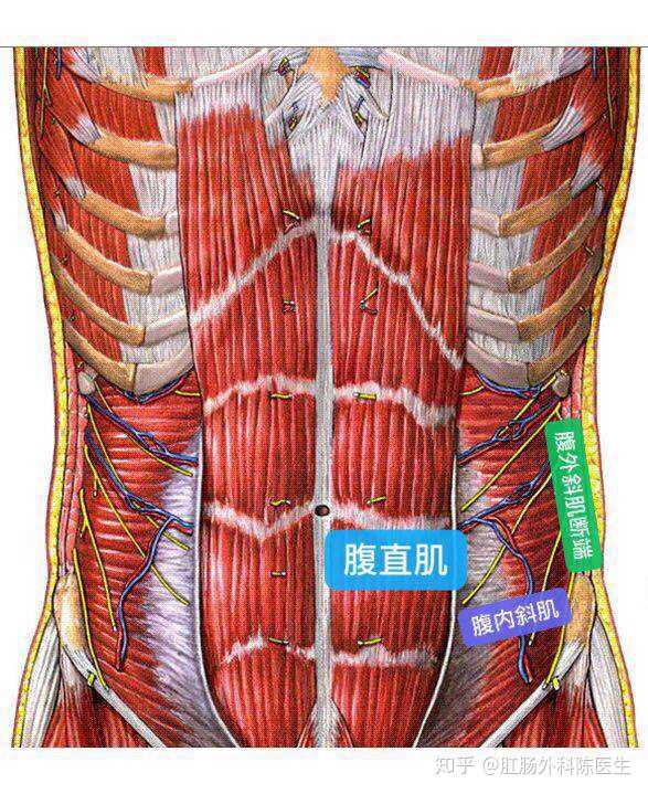 腹壁肌肉解剖结构图