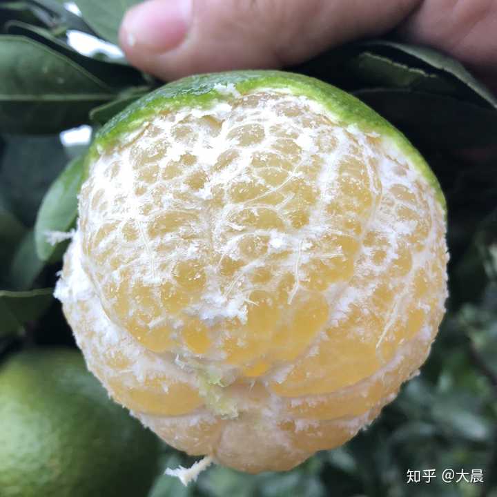 广西皇帝柑中大果净9斤装薄皮蜜桔橘子水果新鲜包邮甜帝王贡柑10