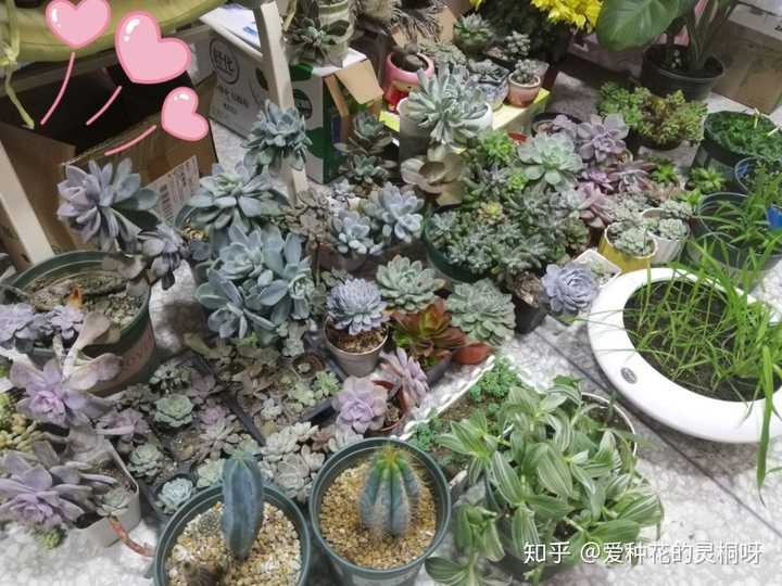 大学四年植物合照