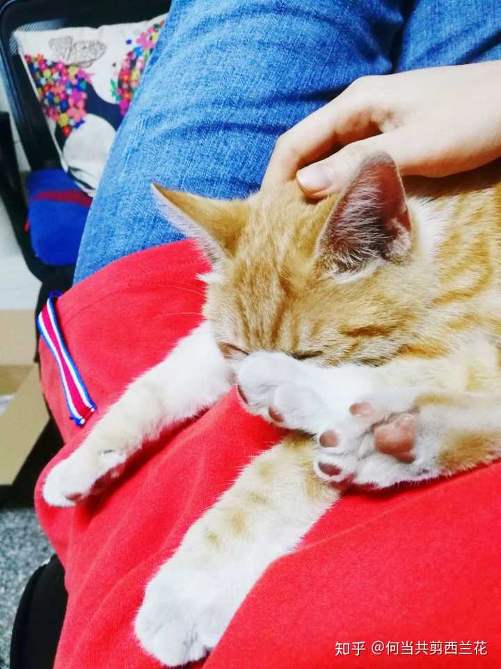 你家猫的睡觉姿势有多么奇葩?